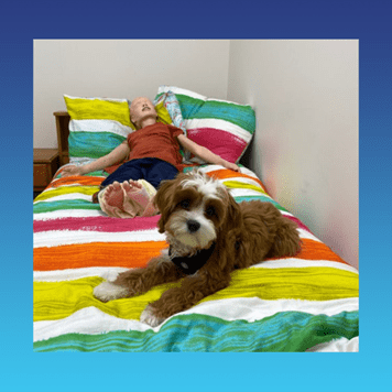 An image of Teddi, APC's office dog